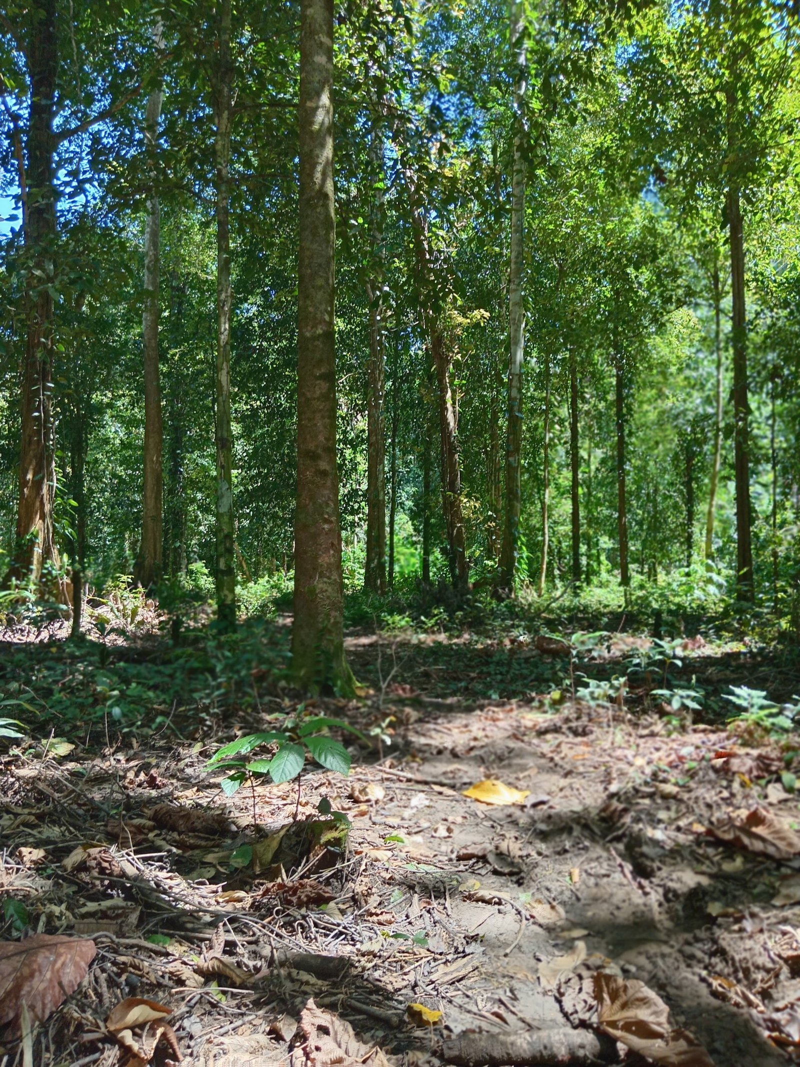 Exploring Taman Wisata Alam gunung meja