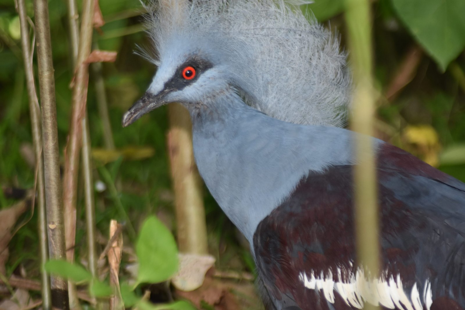 Exploring the Malagufuk Eco Village Birding Spot in West Papua