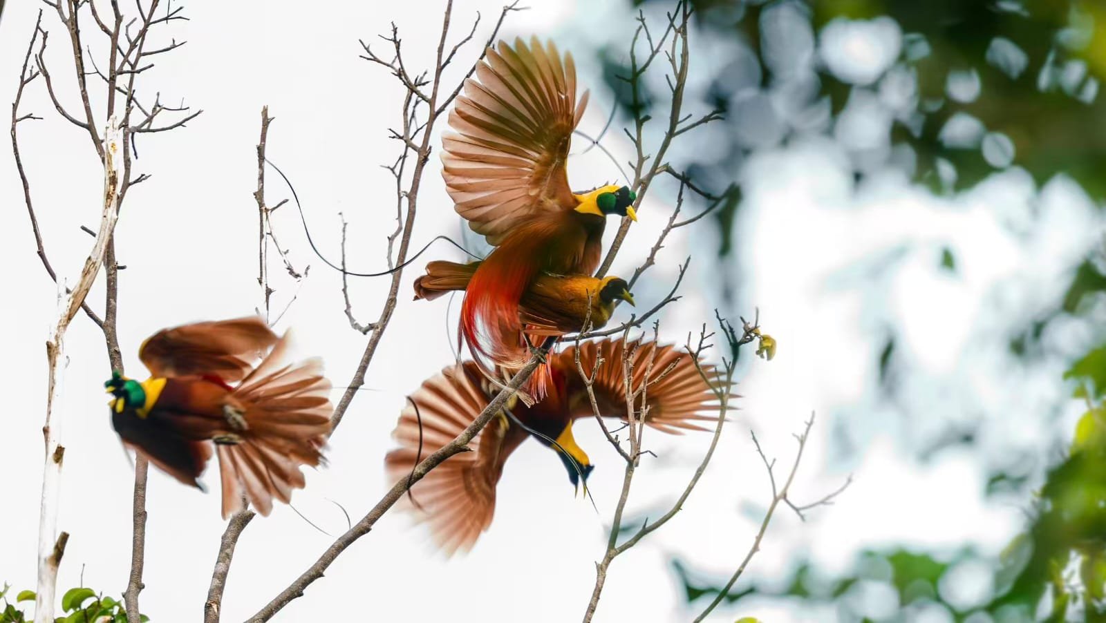 Exploring the Fascinating Mating Rituals of the Red Bird of Paradise and Wilson’s Bird of Paradise
