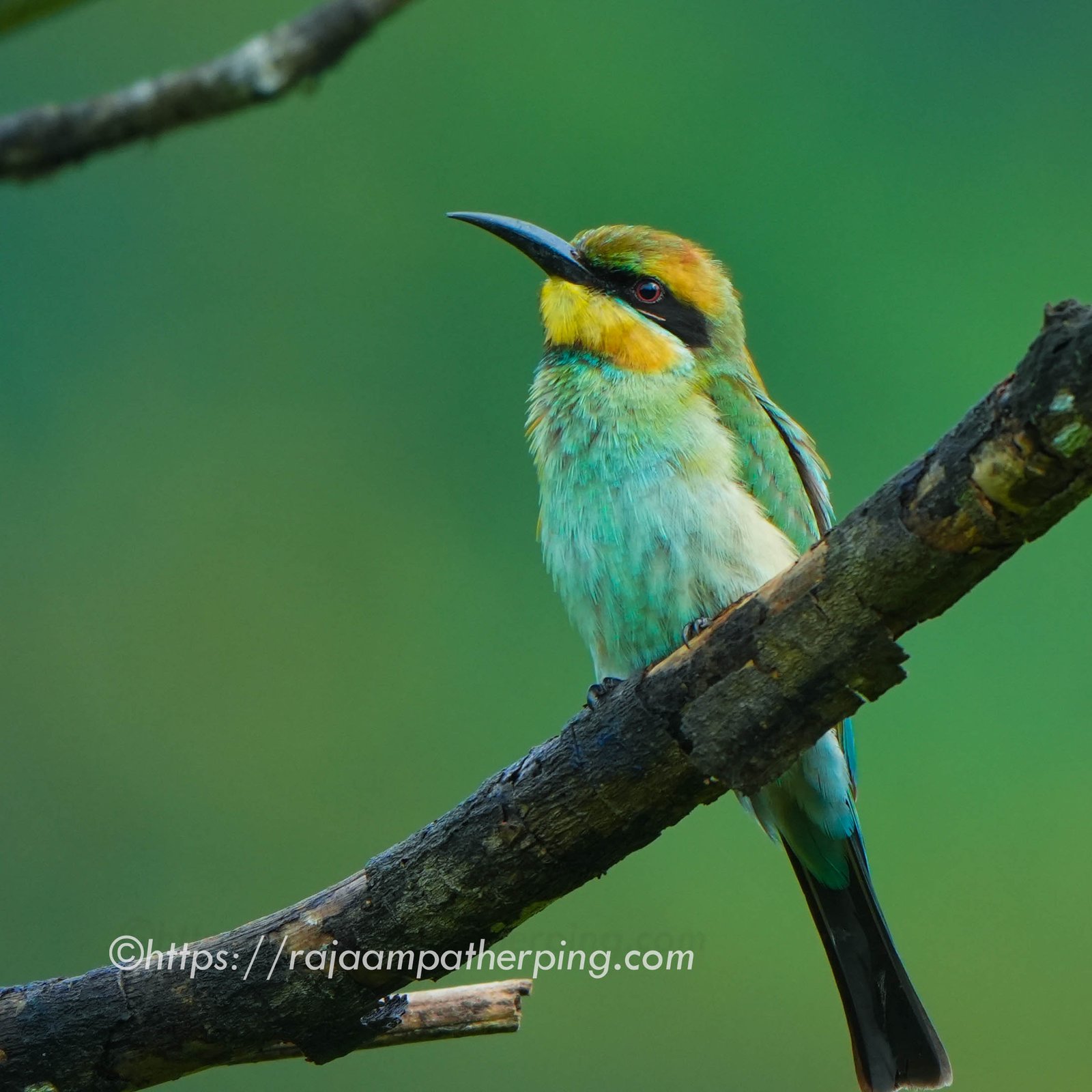 14 Day Papua Birding Expedition: Nimbokrang, Arfak, Malagufuk & Waigeo