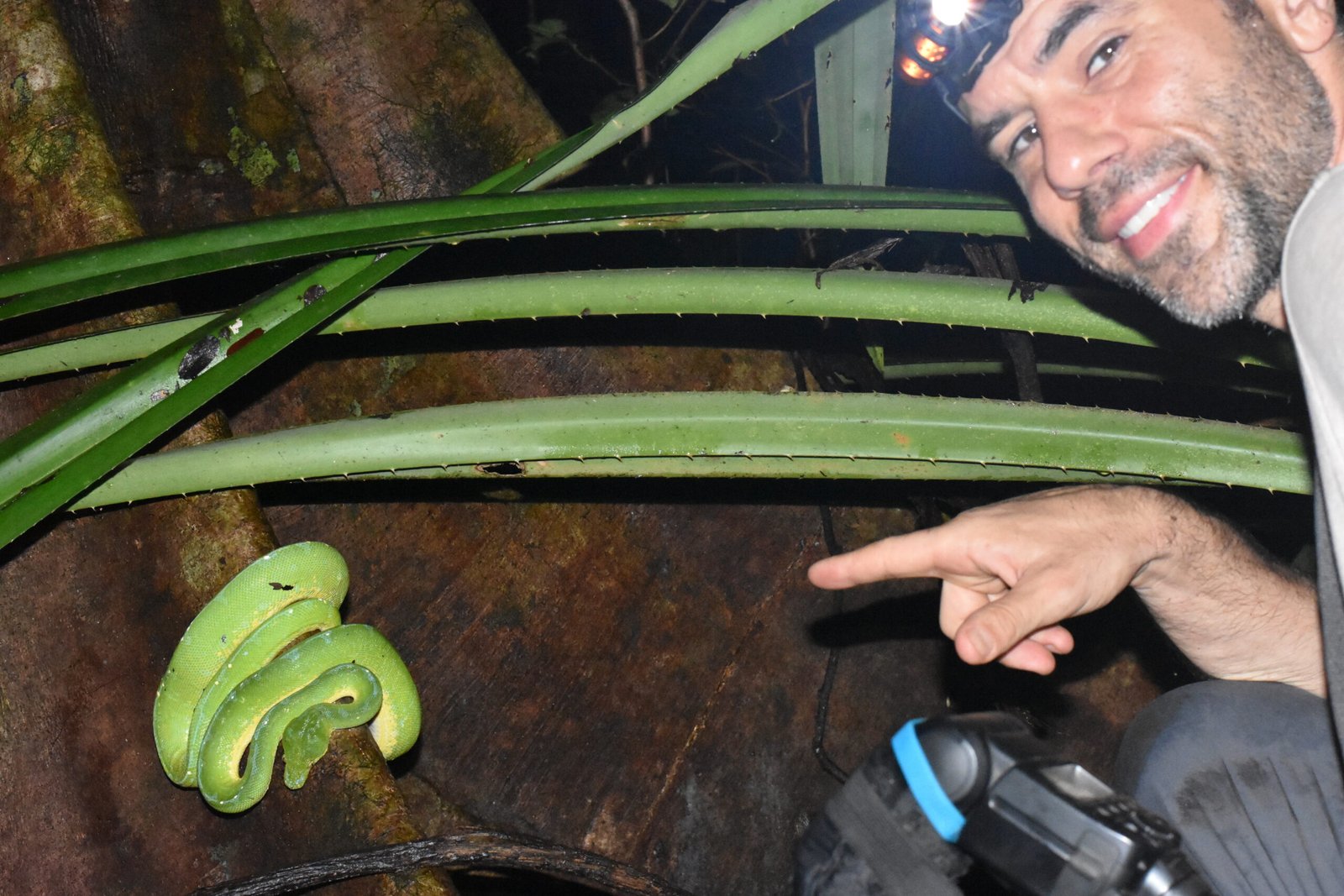 Journey to Discover Green Tree Pythons in the Wild